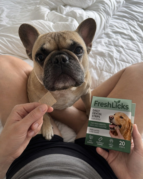 Fransk bulldog med FreshLicks