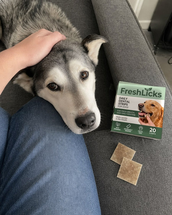 Husky med FreshLicks