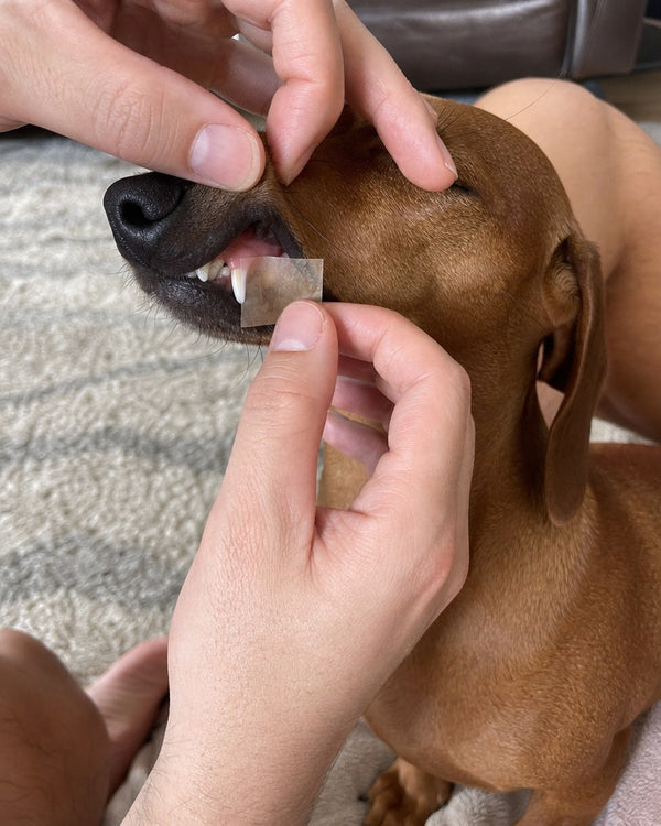 Dachshund med FreshLicks