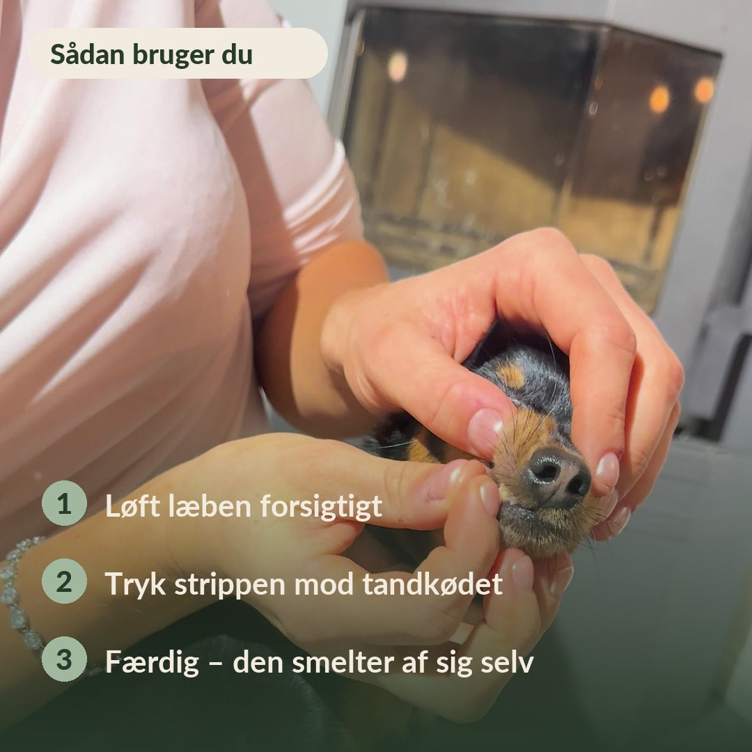 FreshLicks tandpleje-strips til hunde