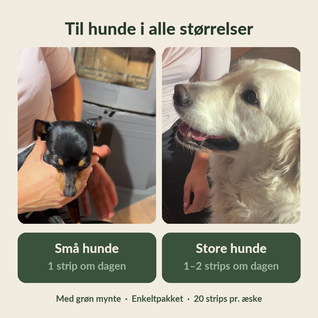 FreshLicks tandpleje-strips til hunde