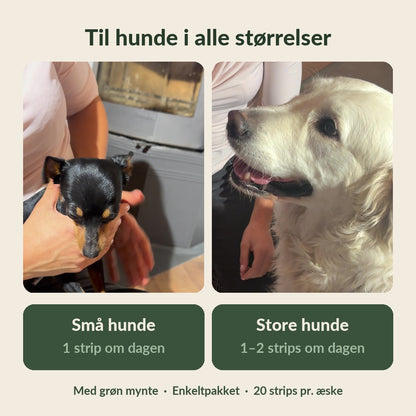 FreshLicks tandpleje-strips til hunde