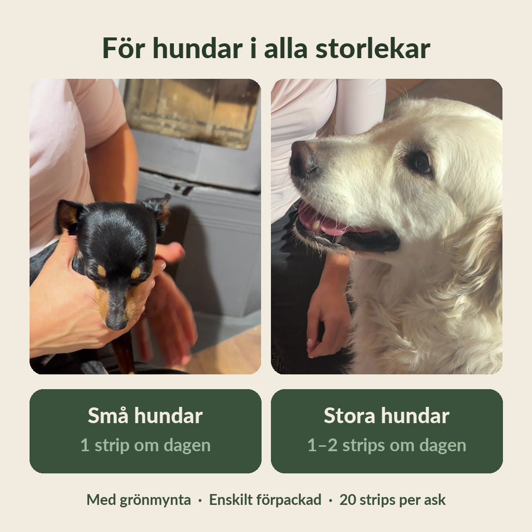 FreshLicks tandvårdsstrips för hund