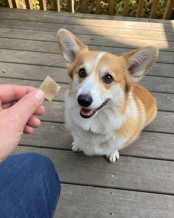 Corgi med FreshLicks