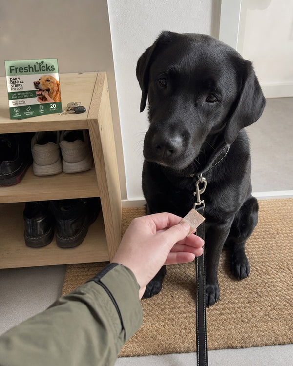 Labrador med FreshLicks